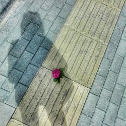 High angle view of flowers