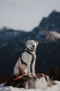 Dog standing on rock