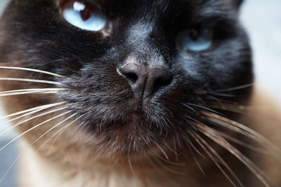 Close-up portrait of a cat