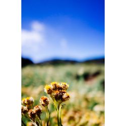 Close-up of flowers against blue sky