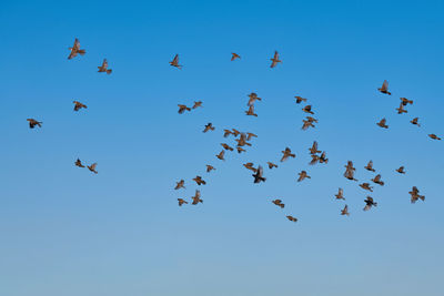 Low angle view of birds flying in sky