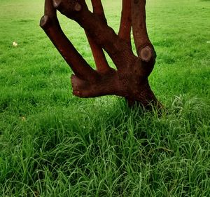 Trees on grassy field