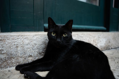 Portrait of black cat