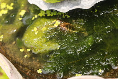 High angle view of crab in water