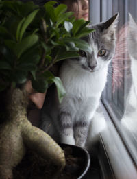 Portrait of cat sitting by window