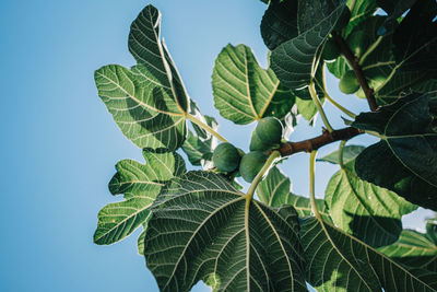 Low angle view of leaves against sky