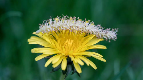 Close-up of yellow flower