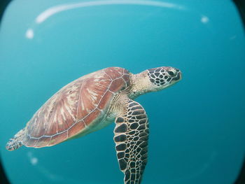 A sea turtle spotted below the sea surface in moalboal.