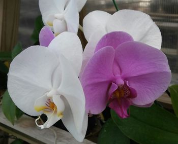 Close-up of pink orchid blooming outdoors