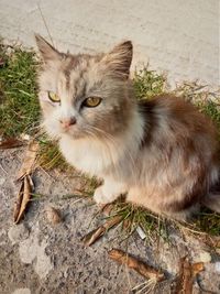 Portrait of a cat looking away