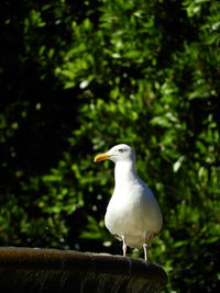 Close-up of seagull perching on a tree