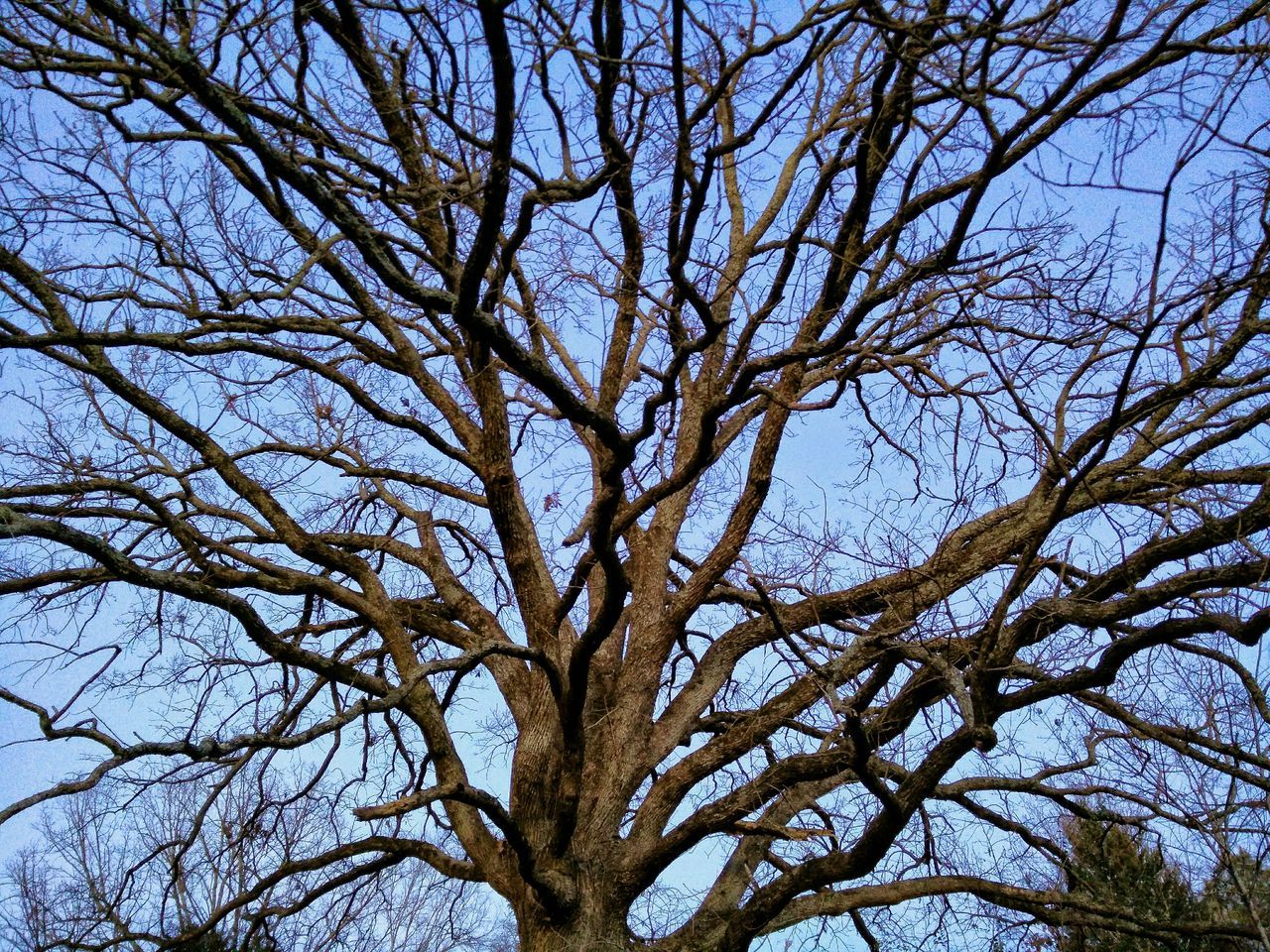 low angle view, bare tree, branch, tree, sky, nature, tranquility, beauty in nature, backgrounds, full frame, blue, clear sky, growth, outdoors, day, no people, scenics, tree trunk, silhouette, high section