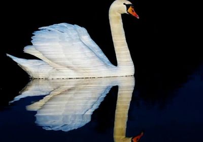 Bird in water