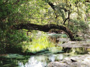 Arch bridge over lake in forest