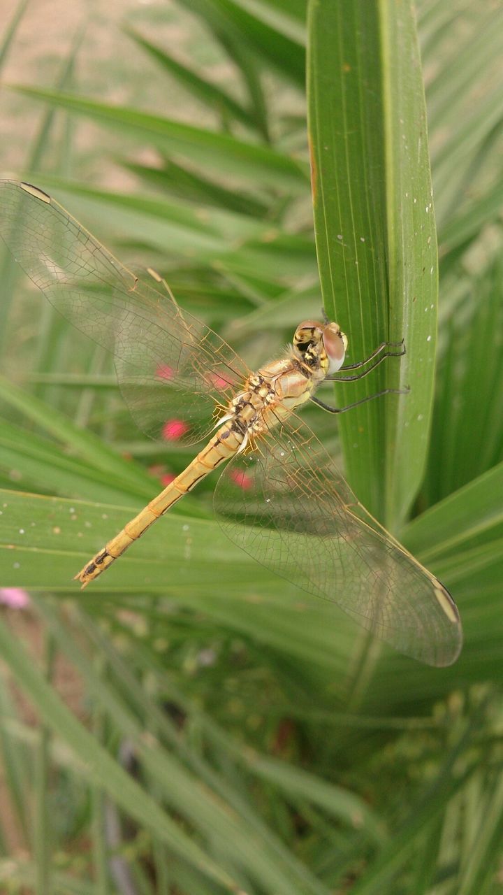 animal themes, one animal, animals in the wild, wildlife, insect, green color, leaf, plant, close-up, focus on foreground, nature, selective focus, outdoors, growth, reptile, day, green, full length, beauty in nature, no people