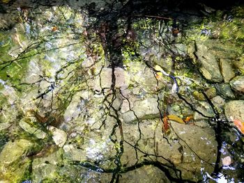 Full frame shot of tree in water