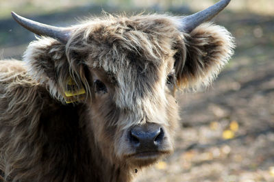 Close-up of cow