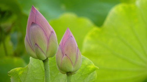 Close-up of pink lotus water lily