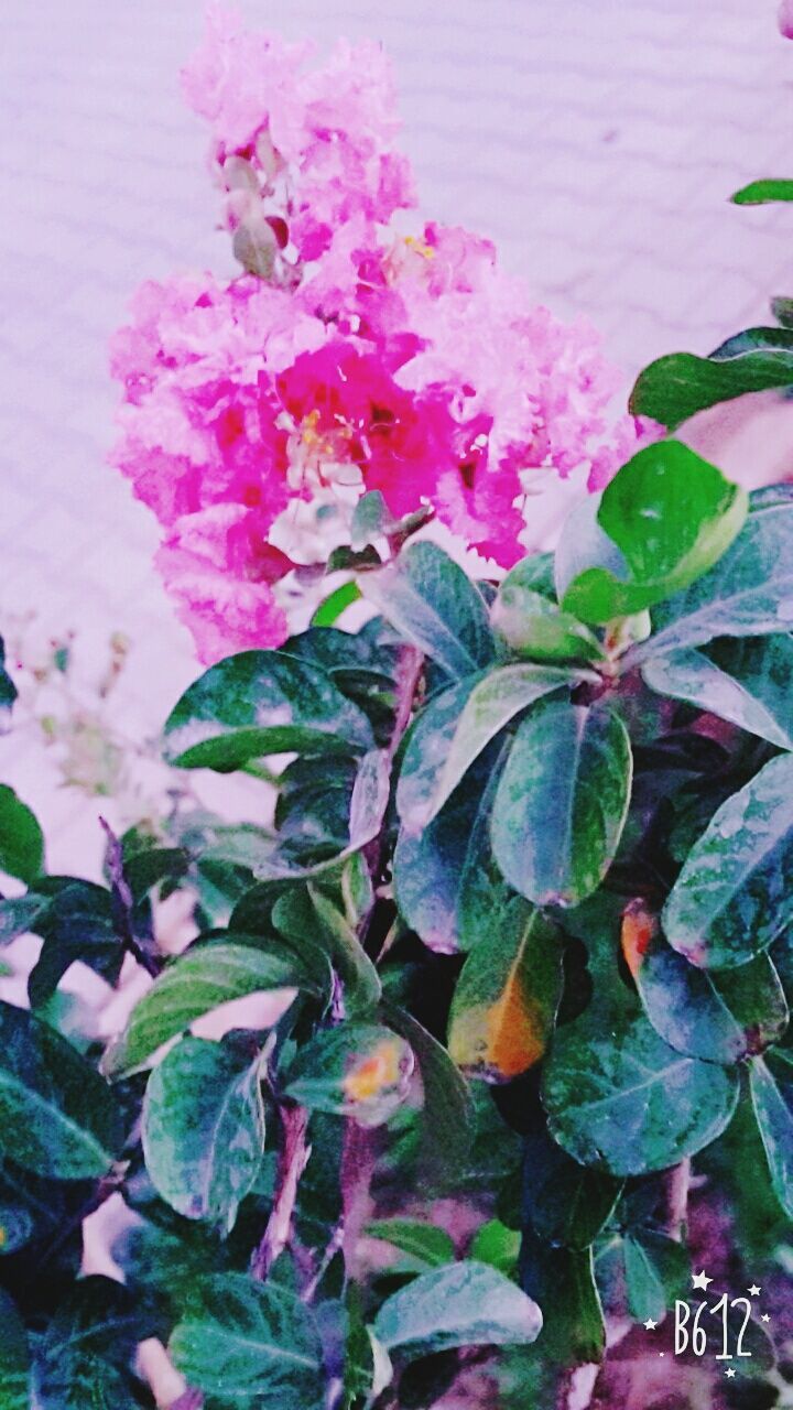 growth, plant, nature, leaf, beauty in nature, flower, fragility, no people, outdoors, petal, freshness, day, close-up, blooming, bougainvillea, flower head