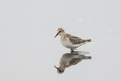 Bird perching on a lake