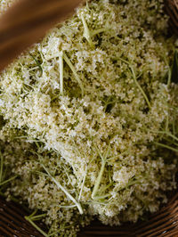 High angle view of food on plant