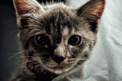 Close-up portrait of cat