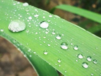 Close-up of water drops on leaf