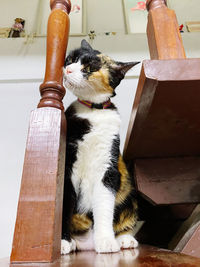 Cat sitting on wood