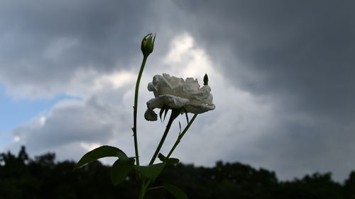 Close-up of rose on plant against sky