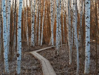 Narrow pathway along trees in the forest