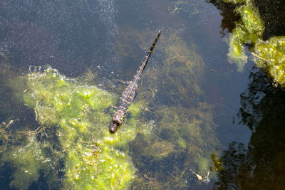 Small baby alligator in the southern pond