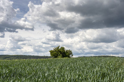 Agricultural landscape with green field and dramatic sky. crop production.