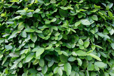 Full frame shot of plants