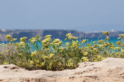 Features tiny plants growing among the rocks on a lonely mediterranean beach of formentera, spain