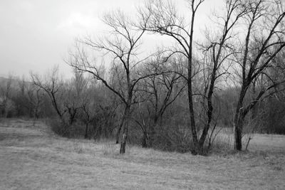 Bare trees on landscape against sky