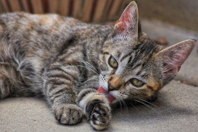 Close-up portrait of cat lying down