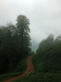 Trees in forest against sky