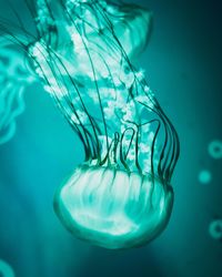 Close-up of jellyfish swimming in sea