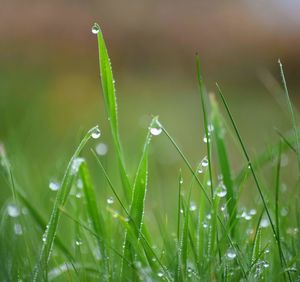 Close-up of wet grass during rainy season