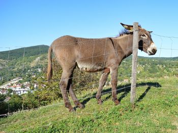 Donkey standing on field against sky