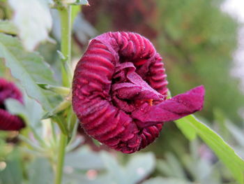 Close-up of red rose flower