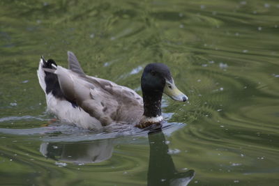 High angle view of duck swimming on lake