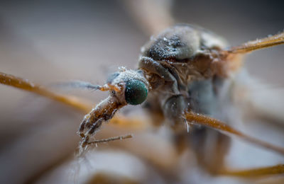 Close-up of spider