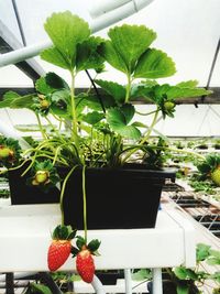 Close-up of fruits growing on potted plant