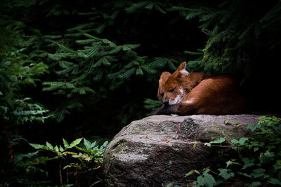 High angle view of fox on rock