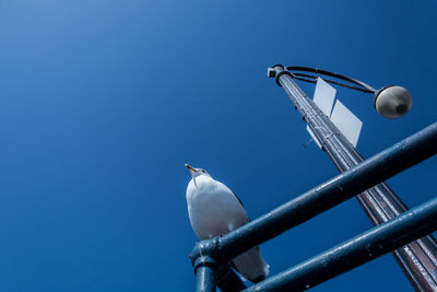 Low angle view of seagull perching on metal against blue sky