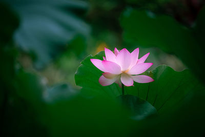 Close-up of lotus water lily in pond
