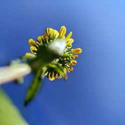 Close-up of yellow flower against blue sky