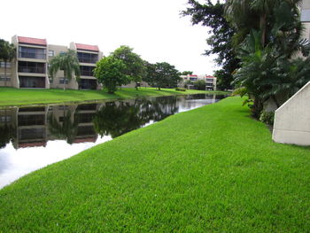 Trees on grassy lawn