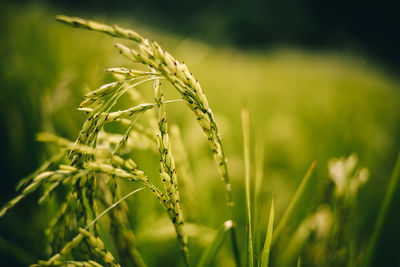 Close-up of crops growing on field